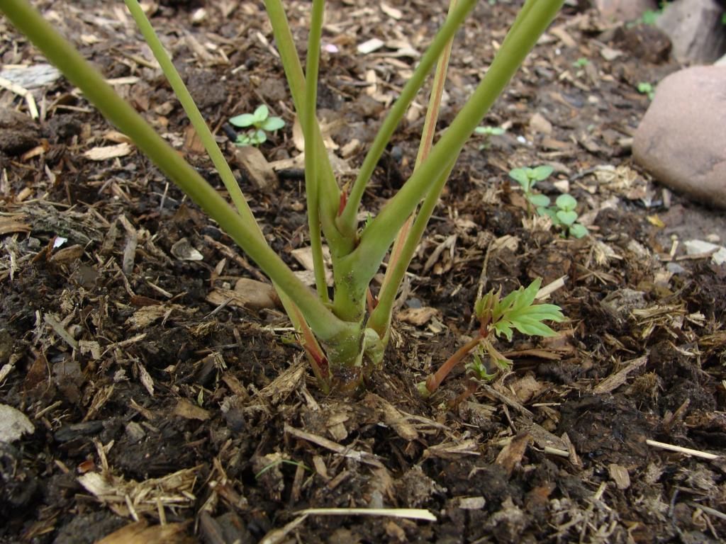 How Tall Does A Tree Peony Grow - how tall does a tree peony grow